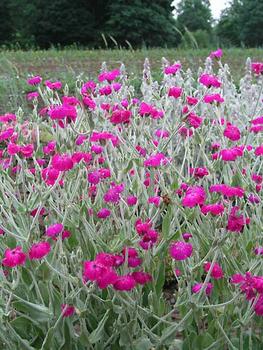 http://www.bluestoneperennials.com/images/items/350x350/LYCHNIS_coronaria_Atro_.jpg