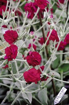 Blood red double flowers. Long period of bloom