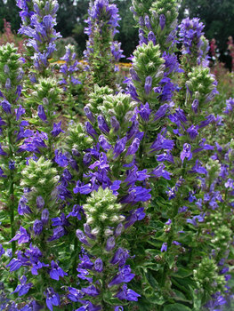Shorter stalks with larger blue flower heads