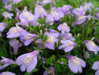 Short mats of blue flowers, quick to fill in