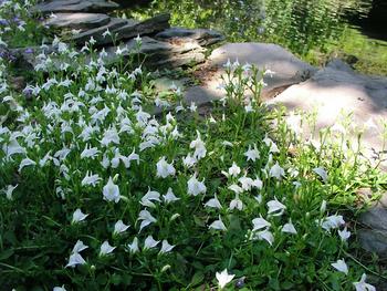 White flowering form