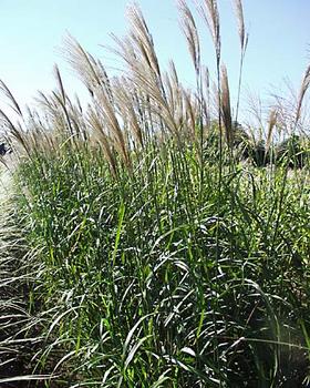 SILVER FEATHER GRASS. 6' Tall silver plumes