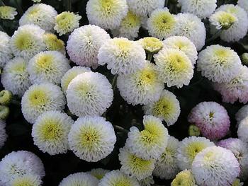 White Button mum