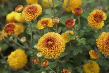 Bronze Button mum