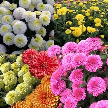 Collection of 6 button mums