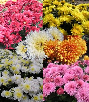 Collection of 6 cushion mums