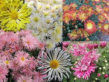Collection of 6 spider and spoon mums