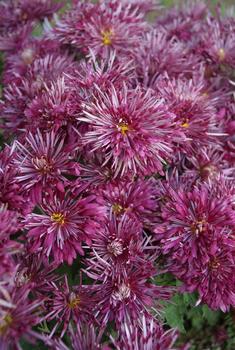 Lavender -Spoon mum
