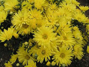 Gold Daisy mum