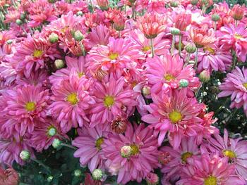 Rose pink Daisy mum