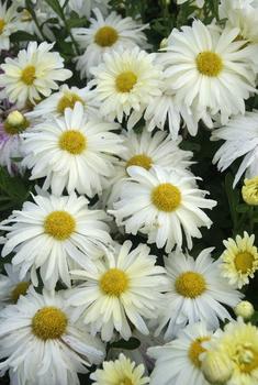 White Daisy mum