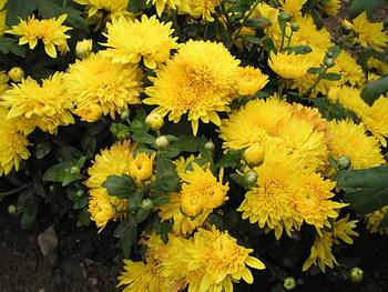 Yellow Spectacular Cushion mum