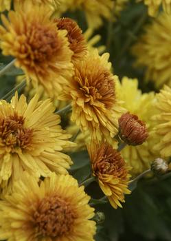 Gold Cushion mum