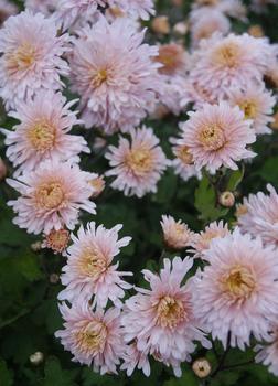 Pink Garden mum