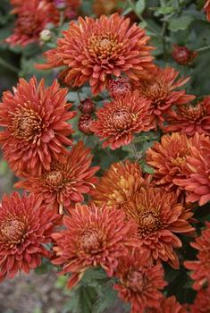 Red/Bronze Cushion mum