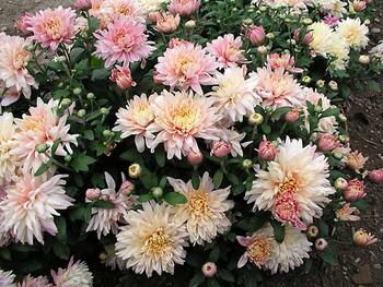 Pale pink Large flowered