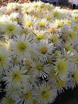 Cream Quill mum
