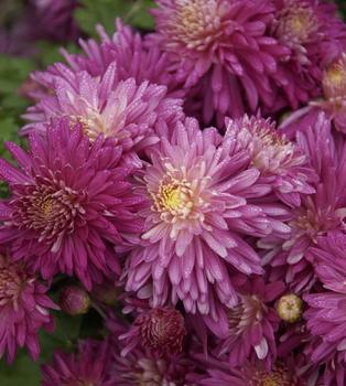 Lavender pink Garden mum
