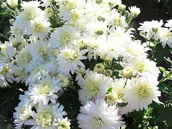 White Garden mum