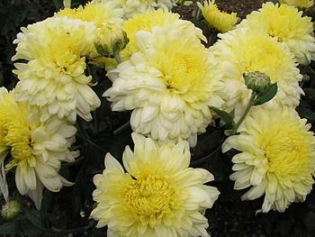 Soft yellow Large flowered