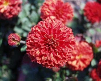 Copper Button mum