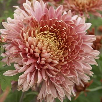 Rose pink football mum