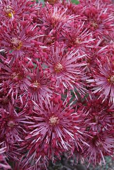Red Spoon mum