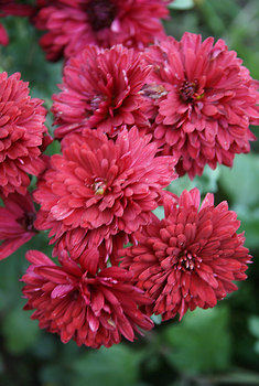 Garden Mum - Sashay