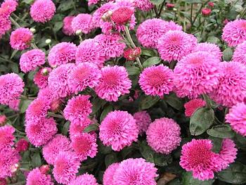Deep Rose Button mum