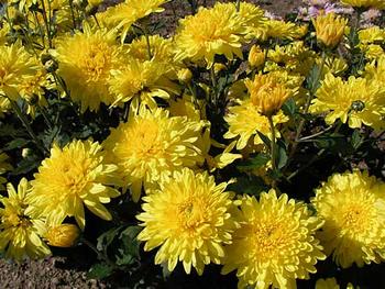 Bright yellow Large flowered mum