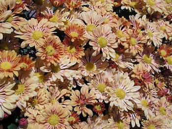 Yellow copper Spoon mum