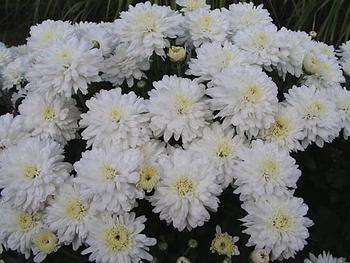 White Cushion mum