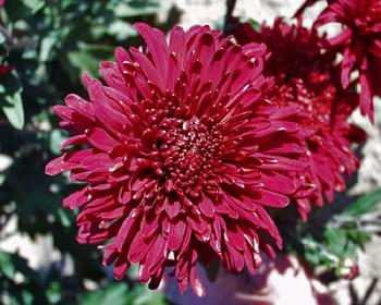 Red -  Large Flowered Mum