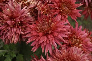 Large Flowered Garden Mum - Soft Red