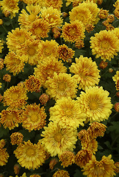Spoon Mum - Yellow
