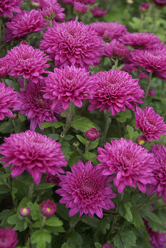 Garden Mum - Bold Pink