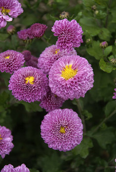 Button Mum - Purple