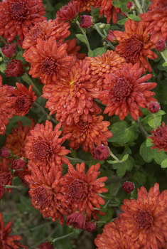 Cushion Mum - Red