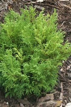 Upright and "fluffy", slower spreading and very hardy