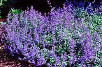 Lavender blue flowers Upright