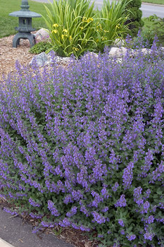 Perennial of the Year 2007