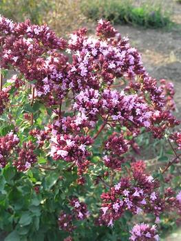1998  Perennial plant of the year in Holland. Rosier flowers