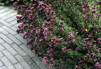 ORNAMENTAL OREGANO. Dark red-violet flowers in late summer.