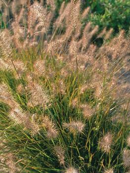 PENNISETUM_Little_Bunny.jpg