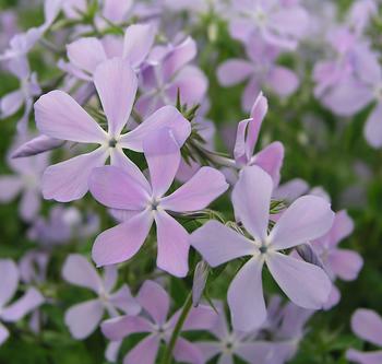 Bright blue and fragrant woodland flower