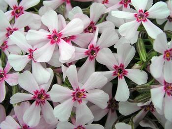 Excellent pale pink creeping phlox