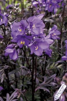 Deep electric lavender-blue flowers over mounds of fernlike foliage