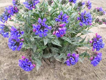 Dark blue flowers. Silver spotted lance shaped leaves