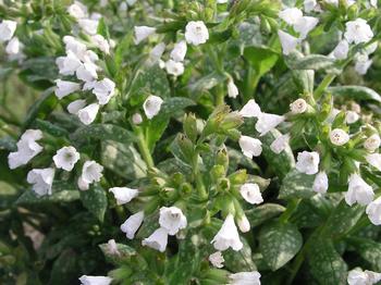 White flower bells. Leaves heavily spotted white