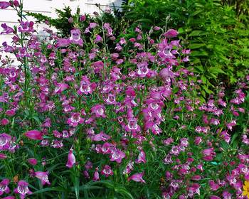 Penstemon_Red_Rocks.jpg